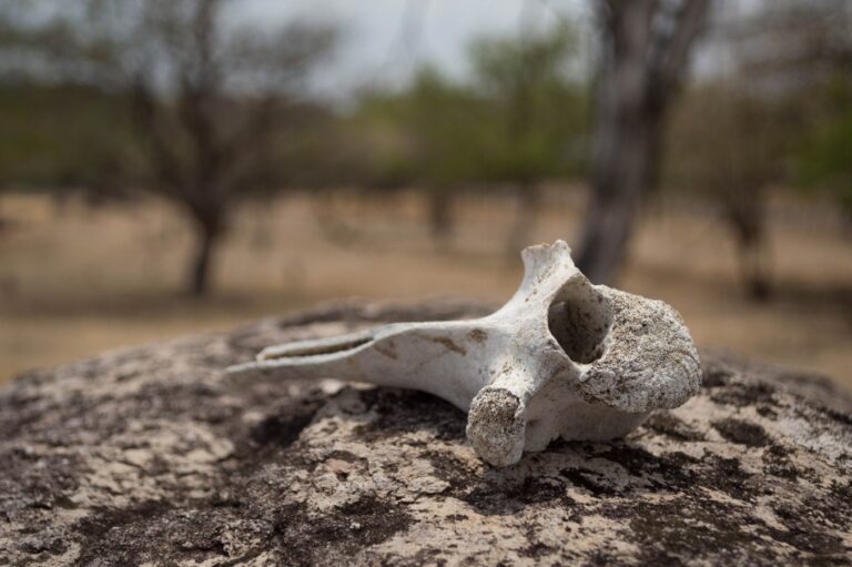 Některé kosti mohou nést stopy ohryzání, což svědčí o kanibalismu. FOTO: Freepik