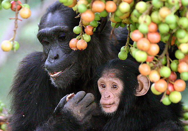 O své mládě by se měla starat opičí samice…(Foto: Alain Houle / commons.wikimedia.org / CC BY 4.0)