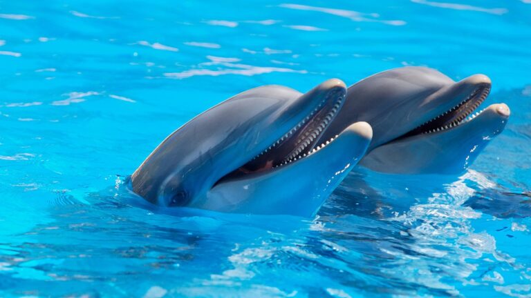 Skutečný smích na delfínech nepoznáme. Vydávají při něm zvuky, které téměř neslyšíme. Foto: Pexels / Pixabay.