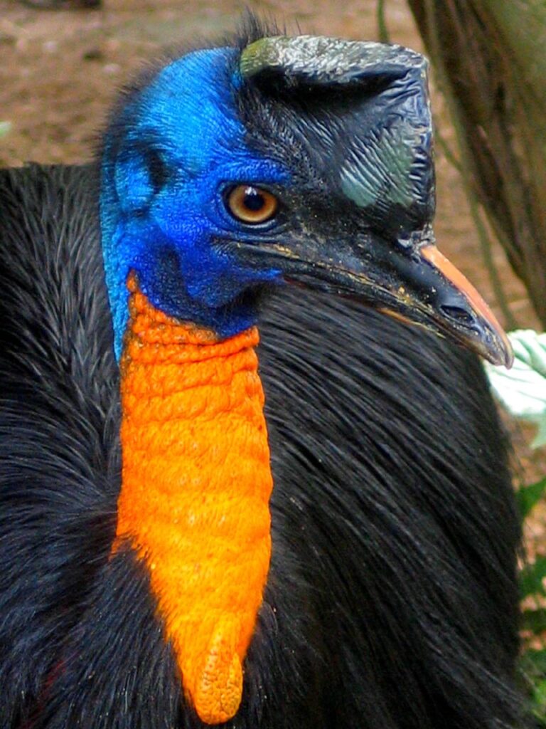 Největším ptákem světa je až 275 cm vysoký pštros dvouprstý. Kasuárovi (na foto) zase patří příčka druhého nejtěžšího ptáka světa. Foto: viajar24h.com via CC