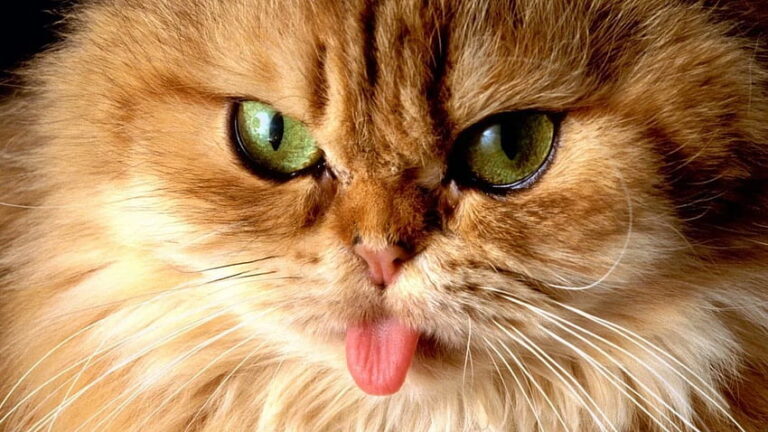 Jazyk koček je pokrytý mnoha papilami s dozadu směřujícími „háčky“. FOTO: pxfuel