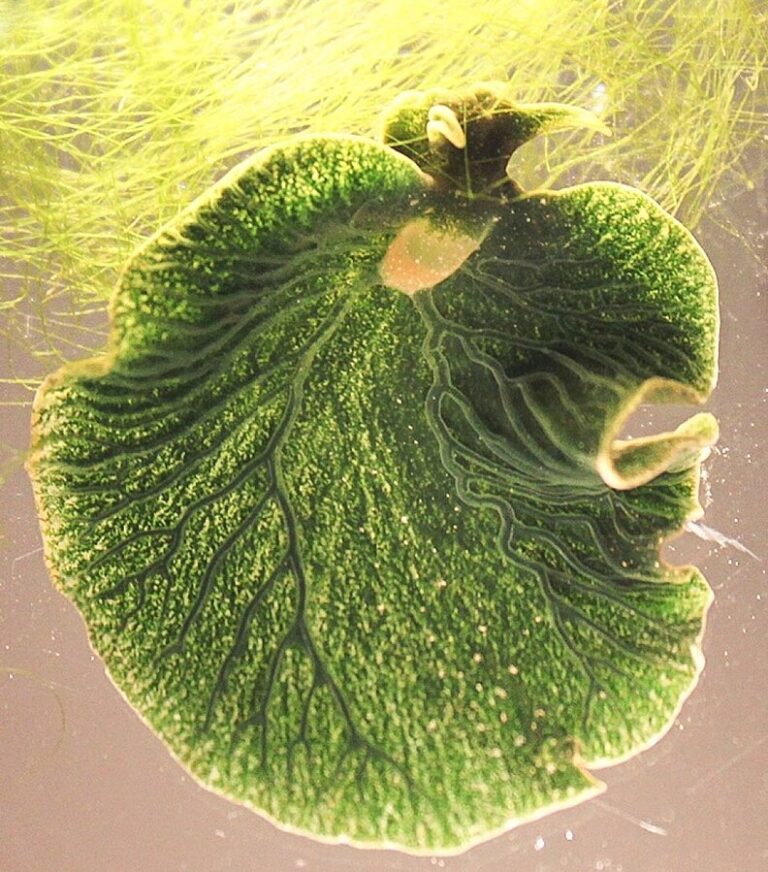 Elysia chlorotica je druh plže, který prolomil hranici mezi rostlinami a živočichy.