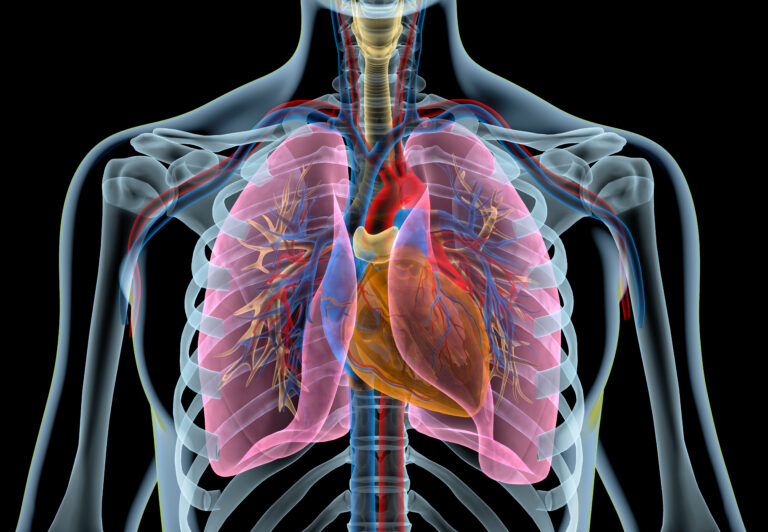 Průměrně srdce zvládne cca 100 000 úderů za den, tj. asi 70 za minutu. Ženské srdce bije rychleji než mužské, protože je menší. Platí to i ve zvířecí říši – čím menší tvor, tím rychlejší srdeční tep.