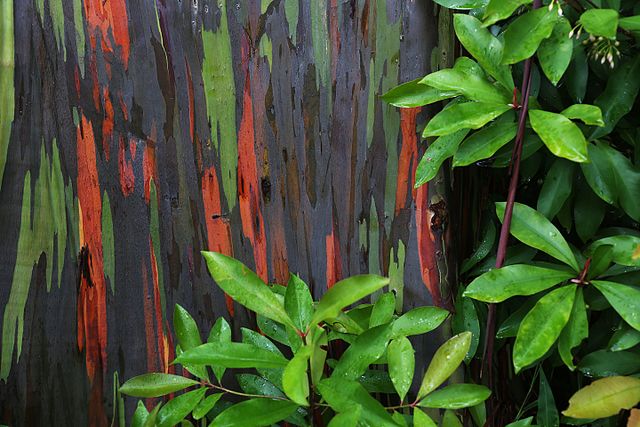 Duhový eukalyptus je skutečně fascinující dřevina.(Foto: Paxson Woelber / commons.wikimedia.org / CC BY-SA 4.0)