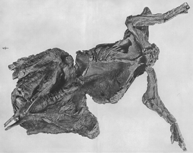 Zachovalá kůže je extrémně vzácná, jako například u mumie tohoto edmontosaura. FOTO: American Museum - Osborn, Henry Fairfield (1912) / Creative Commons / volné dílo
