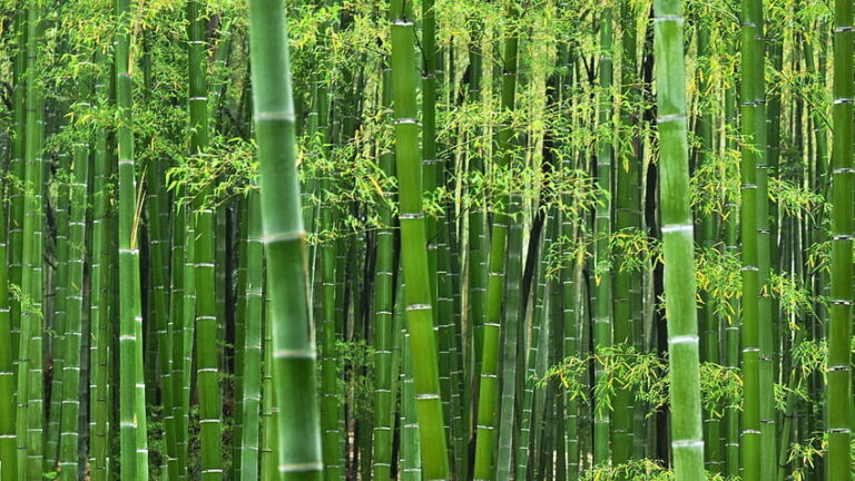 Bambus je nejrychleji rostoucí rostlinou na světě. FOTO: pxfuel