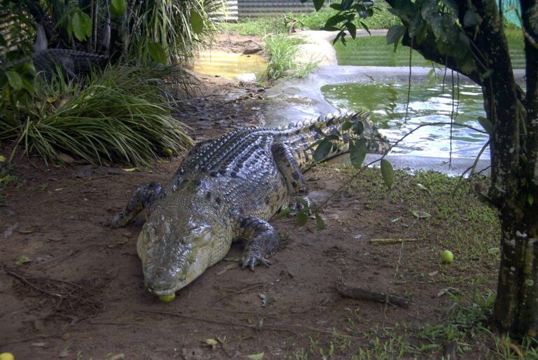 Krokodýl vyhledává místa, kde je voda. A nenechte se mýlit, dokáže vyvinout vysokou rychlost. FOTO: MartinRe/Creative Commons/CC BY-SA 3.0