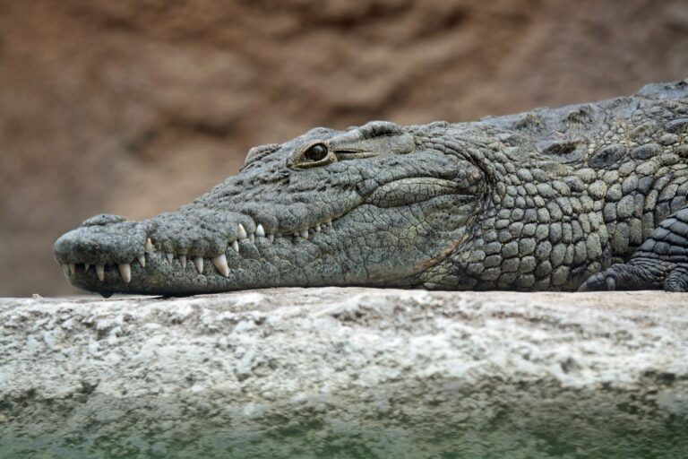 Hlava krokodýla nilského. FOTO: Leigh Bedford/Creative Commons/CC BY 2.0