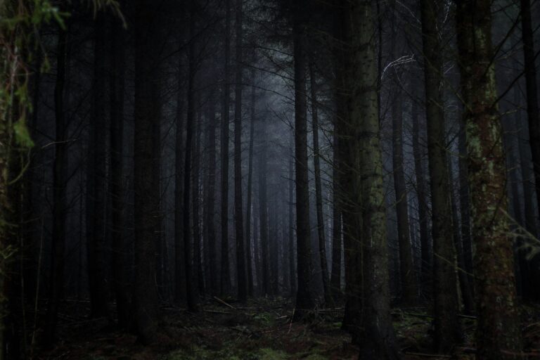 Tělo malé Marcelky ukryl Běloch v lese. FOTO: Unsplash