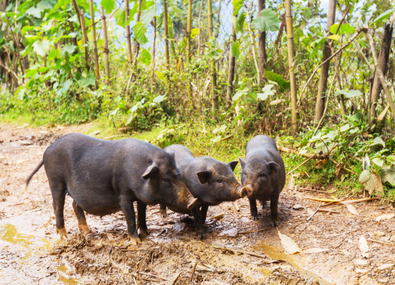 Roubal choval vietnamská prasata. Teorie o jejich krmení těly obětí se nepotvrdila. FOTO: Freepik