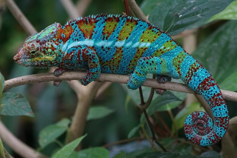 Podle barvy chameleona poznáš, jakou má náladu! Foto: Pixel-mixer / Pixabay.