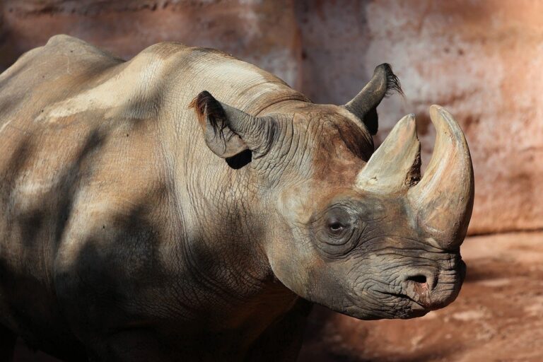 Prášek z nosorožčího roku pomůže na ledacos. Na zvýšení libida však nikoliv! Foto: Kaffeesüchtig / Pixabay.
