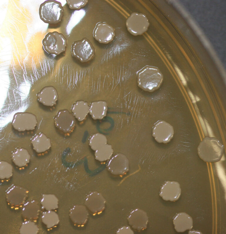 Kolonie Bacillus subtilis vypěstovaná na kultivační laboratorní misce. FOTO: Debivort / Creative Commons / CC BY-SA 3.0