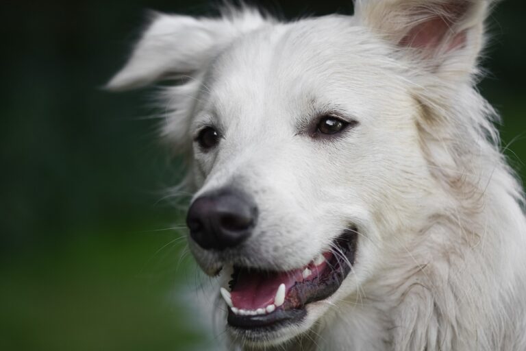 Jak rychle stárne pes? Záleží na rase. Foto: Alexas_Fotos / Pixabay.