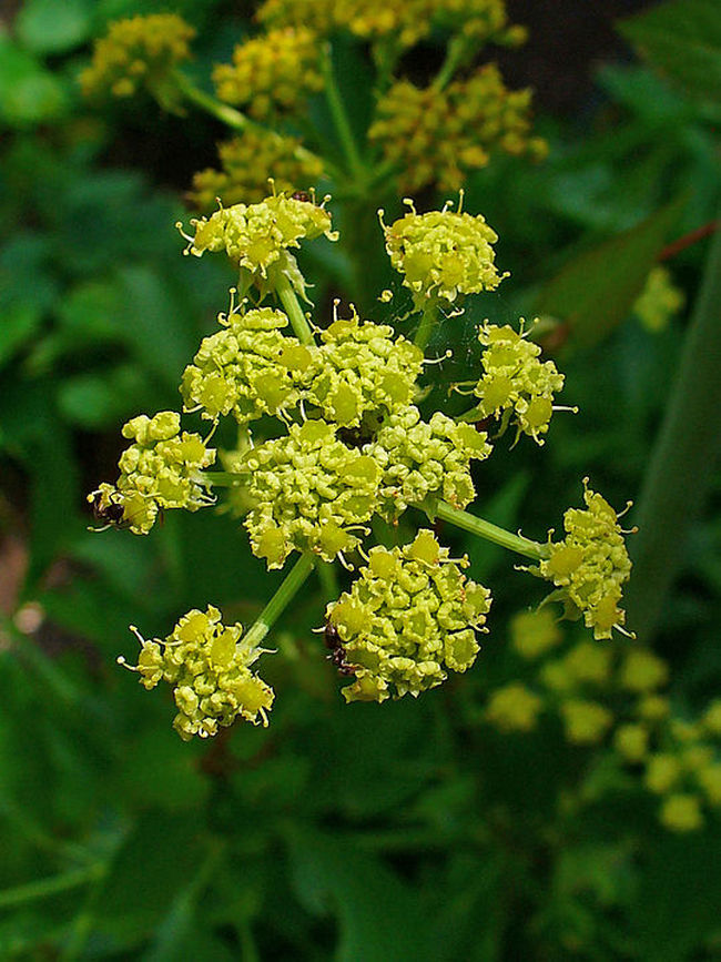 Z libečku se dají využít téměř všechny části rostliny, květy však tvoří výjimku.(Foto: H. Zell / commons.wikimedia.org / CC BY-SA 3.0)