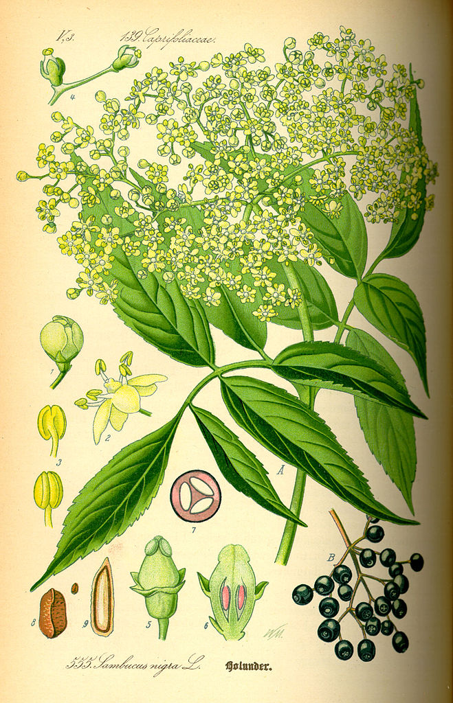 Léčivé účinky bezu jsou známy již od středověku: Foto: https://commons.wikimedia.org/wiki/File:Illustration_Sambucus_nigra0.jpg