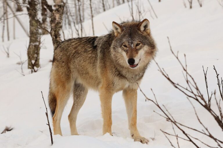 Vlk obecný má vlastnosti skvělého lovce. Vyvinutý sluch a čich a rychlé, silné nohy. FOTO: Սերգեյ Զալինյան/Creative Commons/CC BY-SA 3.0