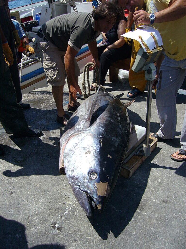 Hod tuňákem se pochopitelně nelíbí ochráncům zvířat. FOTO: Tom Oates/Creative Commons/CC BY-SA 3.0