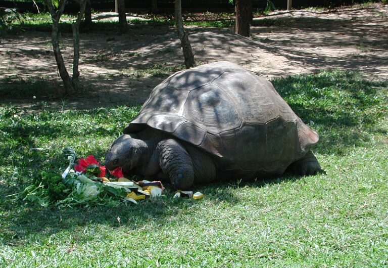 Svou želvu má také Charles Darwin. (Fritz Geller-Grimm / wikimedia.commons.org / CC BY-SA 2.5)