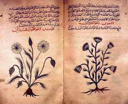 Popis využití kmínu a kopru v arabské herbální lékařské knize z roku 1334. Foto: Pedanius Dioscorides, Public domain, via Wikimedia Commons