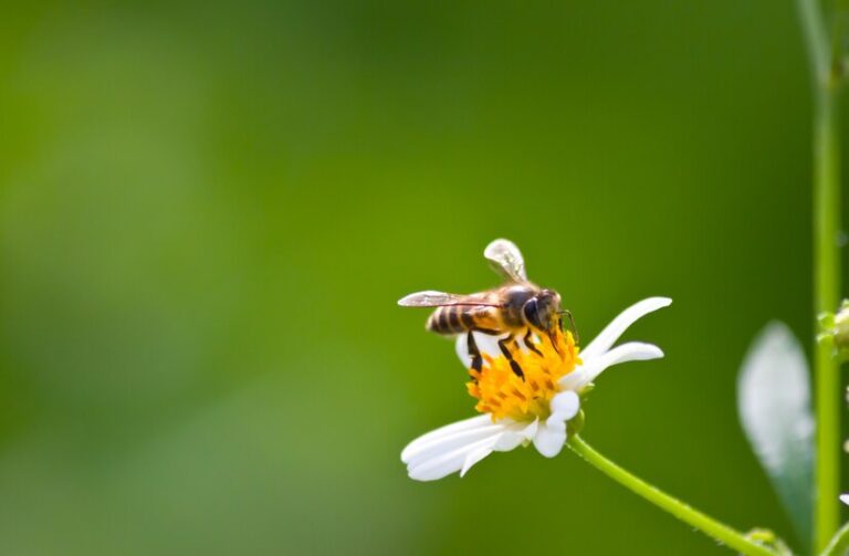 Pro alergika může být osudné i bodnutí vosy nebo včely. FOTO: Freepik