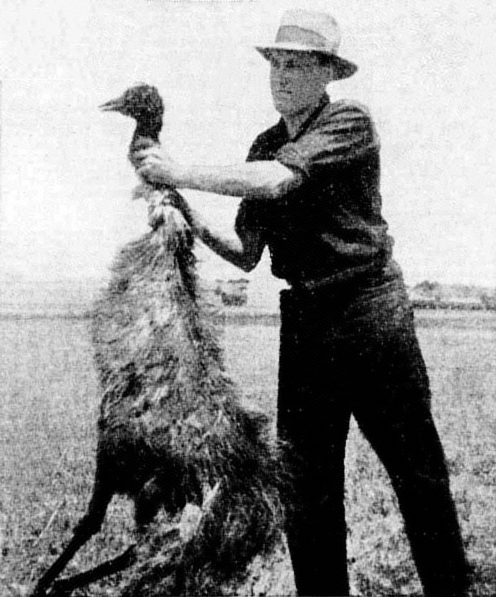 Jeden z emu ptáků zabitých americkými vojáky. FOTO: Unknown author/Creative Commons/Public Domain