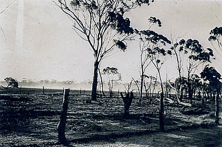 Emu invaze krajinu výrazně poničila a především zničila farmářům úrodu. FOTO: Unknown author/Creative Commons/Public Domain