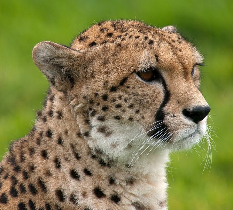 Gepard (William Warby, CC BY 2.0, commons.wikimedia)