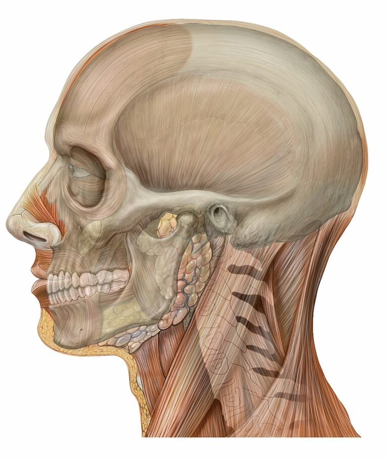 To, že inteligence souvisí s velikostí lebky, bylo postupem času vyvráceno. FOTO: Patrick J. Lynch, medical illustrator/Creative Commons/CC BY 2.5