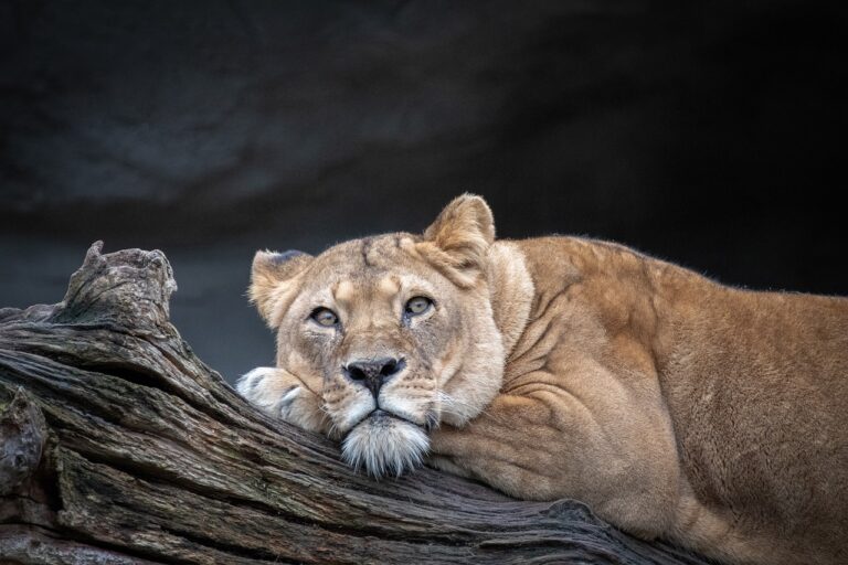 Život Joy Adamsonové byl poznamenán láskou k Africe a divoké zvěři. Po boku svého manžela George Adamsona, britského přírodovědce, trávila mnoho let v keňských národních parcích, kde studovala chování lvů a dalších šelem. Foto: pixabay