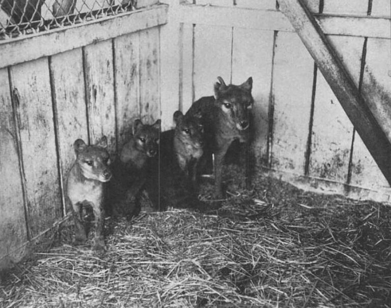 Rodina vakovlků v Hobartské zoologické zahradě v roce 1909 (Autor neznámý, Volné dílo, commons.wikimedia)