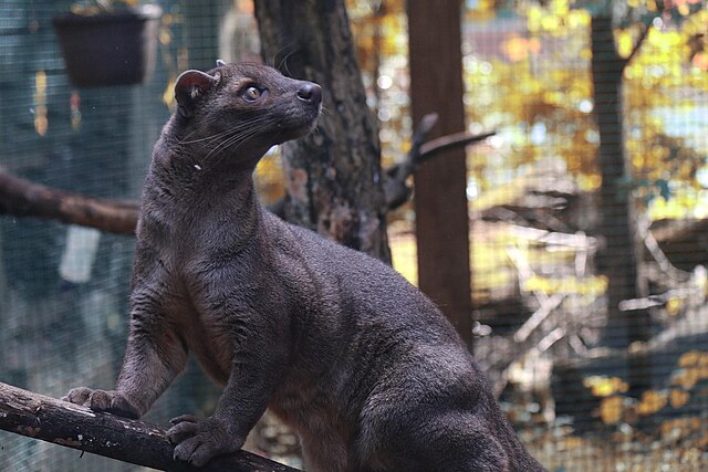 Fosa svým vzhledem některým pozorovatelům připomíná pumu.(Foto: Raynewright / commons.wikimedia.org / CC BY-SA 4.0)