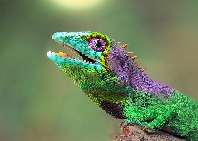 Chameleon má dokonalou stavbu oka. Foto: Pixabay