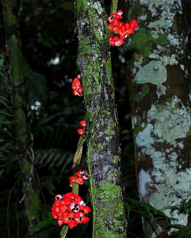 Guarana šplhá do výšky a jako podpěry používá stromy.(Foto: Geoff Gallice / commons.wikimedia.org / CC BY 2.0)