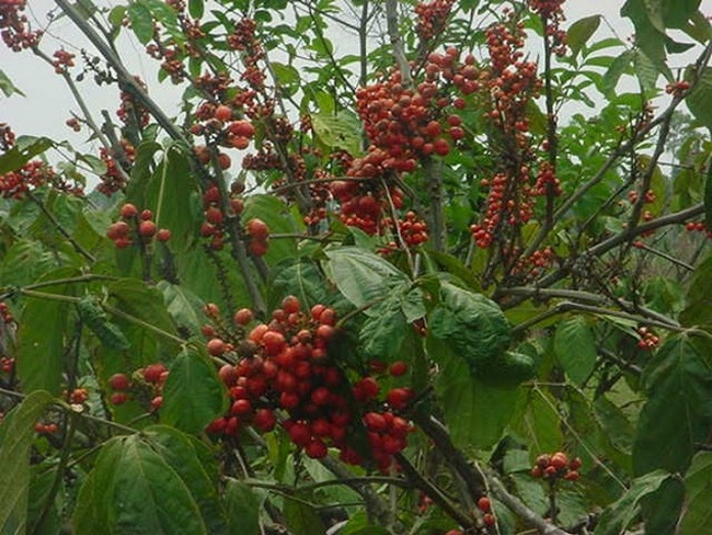 Než červené plody puknou, vypadají celkem nenápadně.(Foto: Anita Fortis / commons.wikimedia.org / CC BY-SA 3.0)