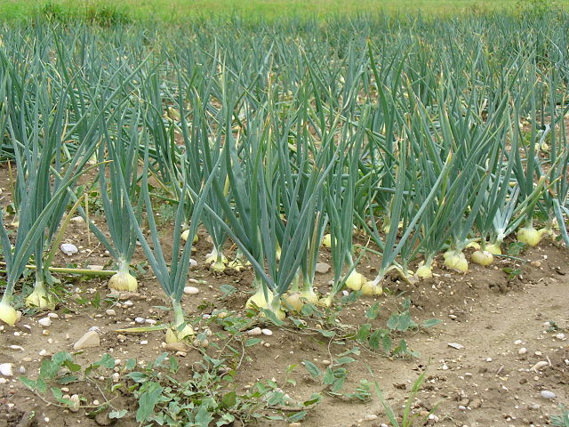 O léčebných vlastnostech cibule se vědělo již v dávnověku. Foto: Rainer Haessner, CC BY-SA 3.0 <https://creativecommons.org/licenses/by-sa/3.0/>, via Wikimedia Commons