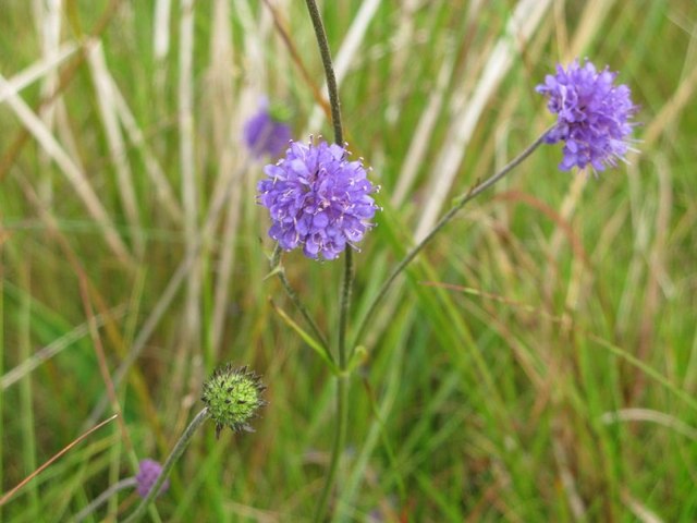 Podle pověry chrání tato bylina před zlem. Foto: Philip / Devil's Bit Scabious