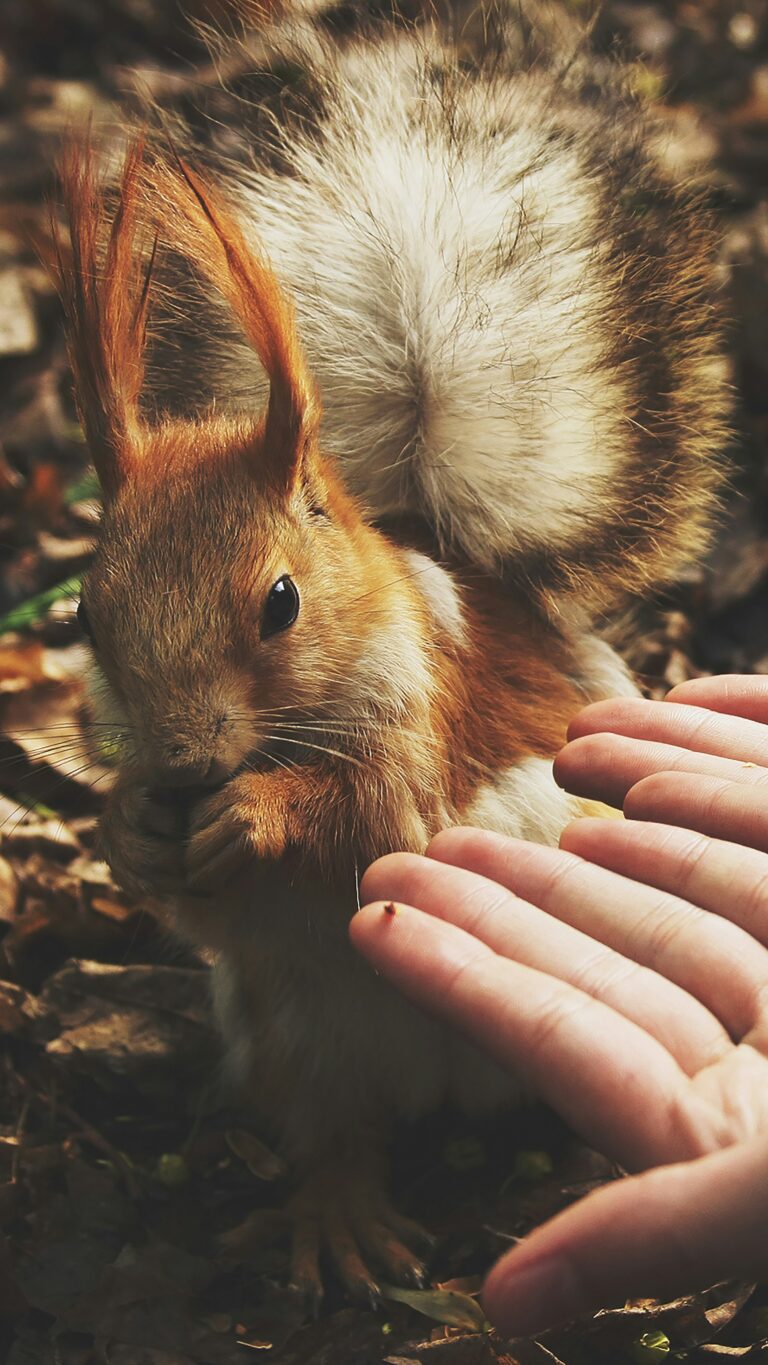 V minulosti se veverky chovaly na kožešinu i jako domácí mazlíček. FOTO: Unsplash