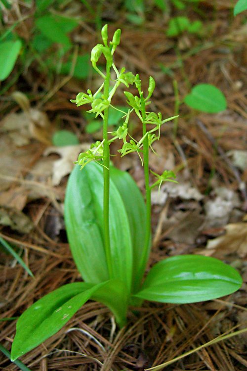 Vytrvalá orchidej Hlízovec Loeselův je v Česku původní druh, který patří mezi kriticky ohrožené.