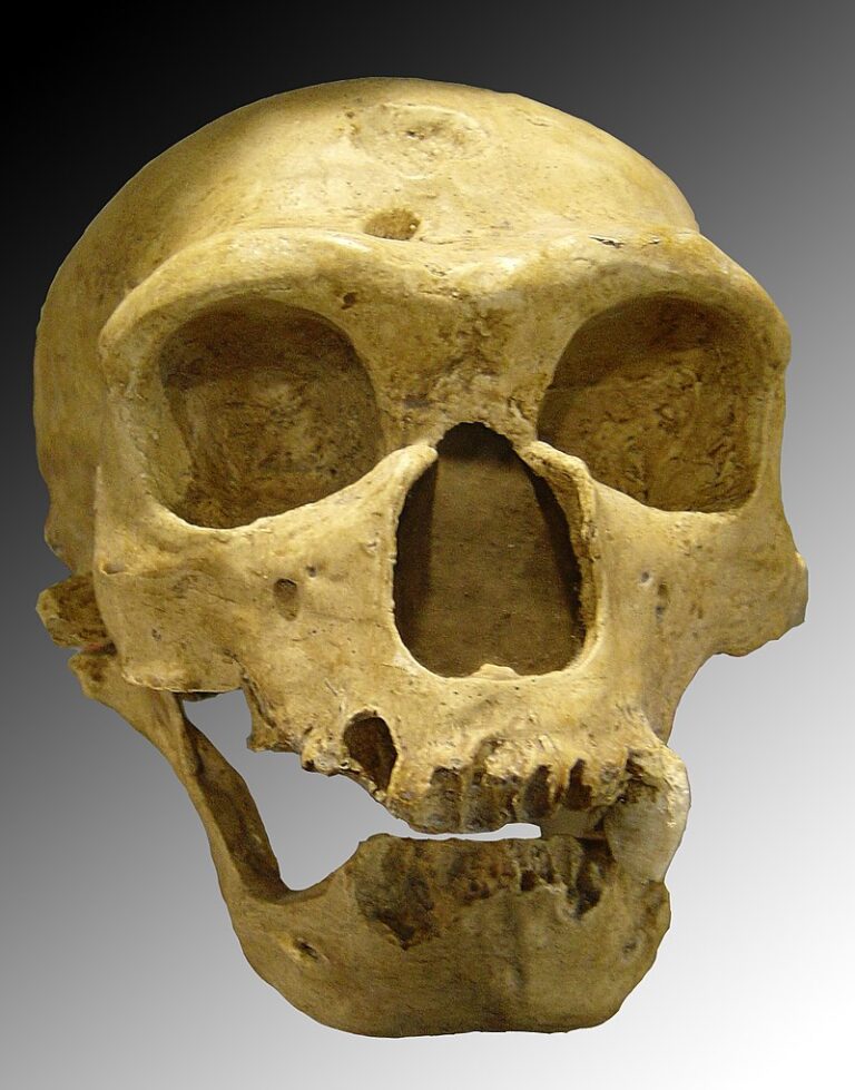 Lebka neandertálce má výrazné nadočnicové oblouky a nízké čelo.