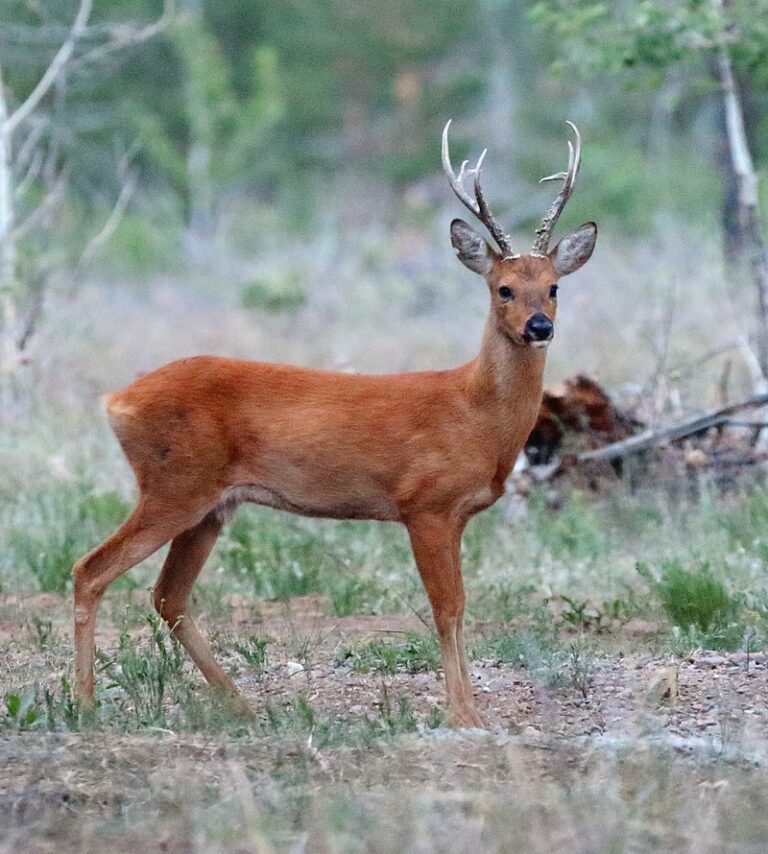 Srnec sibiřský. Zde není o pohlaví pochyb.