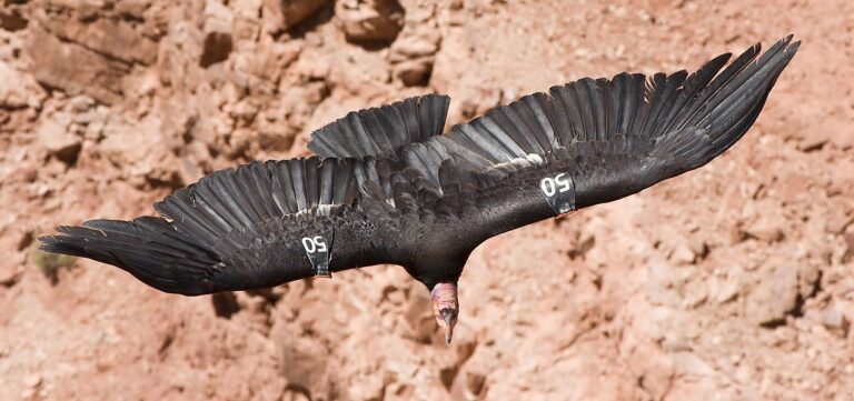 Kondor kalifornský se díky záchrannému programu vrátil do Grand Canyonu a okolí. Divocí jedinci jsou číslováni, aby mohli ochranáři získat relevantní informace.