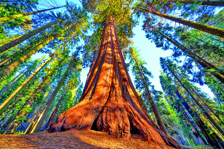 Slavný Sequoia park a obří sekvojovec při západu slunce.