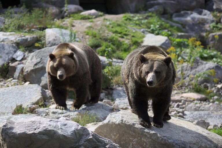 Medvěd grizzly známý také jako medvěd hnědý severoamerický nebo jednoduše grizzly.