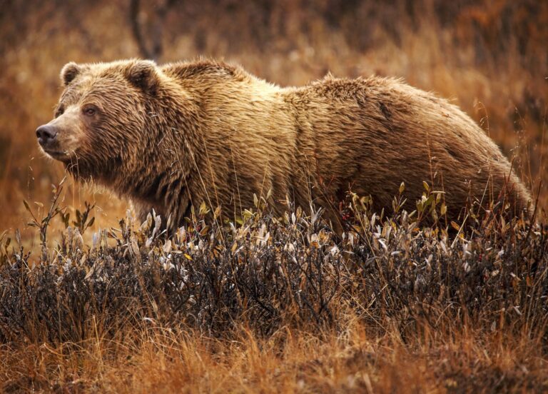 Medvědi grizzly patří k největším poddruhům medvěda hnědého.