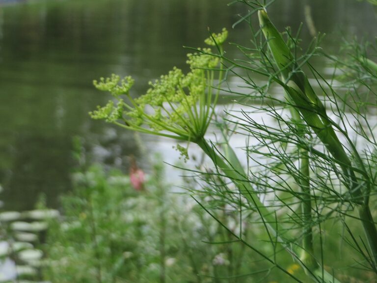 Kopr vonný je silně aromatickou bylinkou. FOTO: ANRO0002 řekl/Creative Commons/ CC0