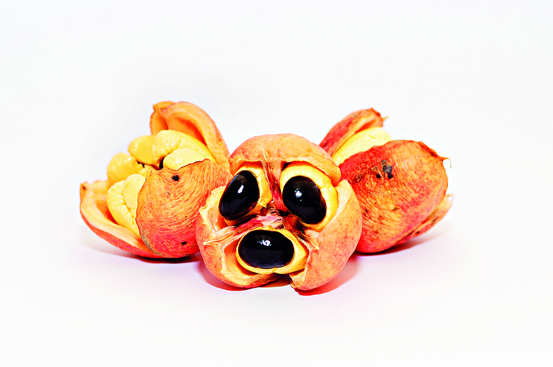 Od medúzy po houby: Když je jídlo hazardem se životem