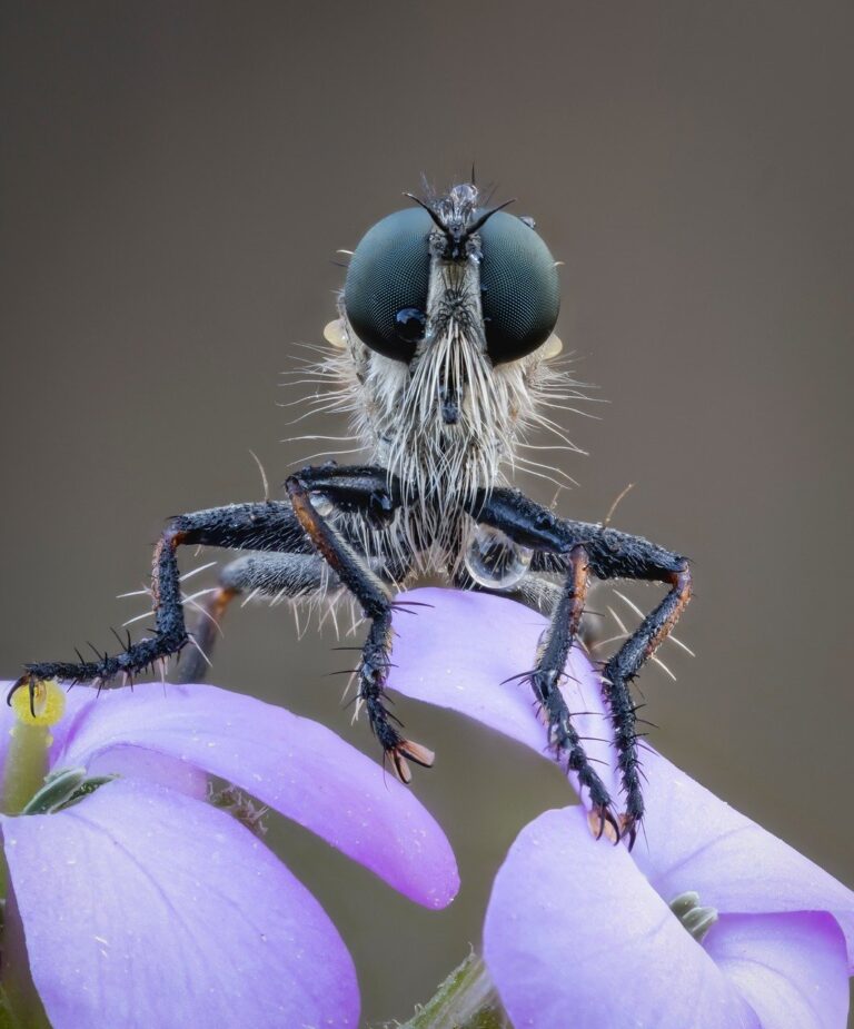 Vlétne-li moucha do pokoje, bude vás otravovat svým bzučením.