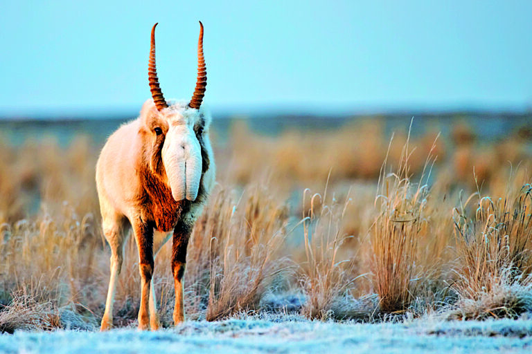Typický je pro ně prodloužený, silně visutý čenich s dolů směřujícími nozdrami a velkou nosní dutinou uvnitř.