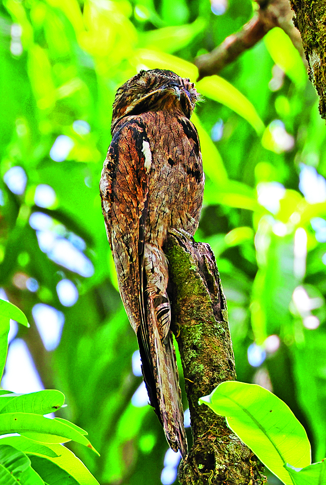 Ve dne nehybně spočívá na větvi, se kterou se snaží opticky splynout.